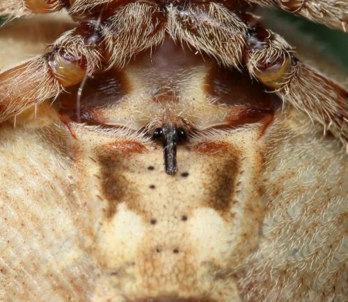 Araneus angulatus